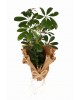 Saksıda Şeflera (Schefflera) Bitkisi
